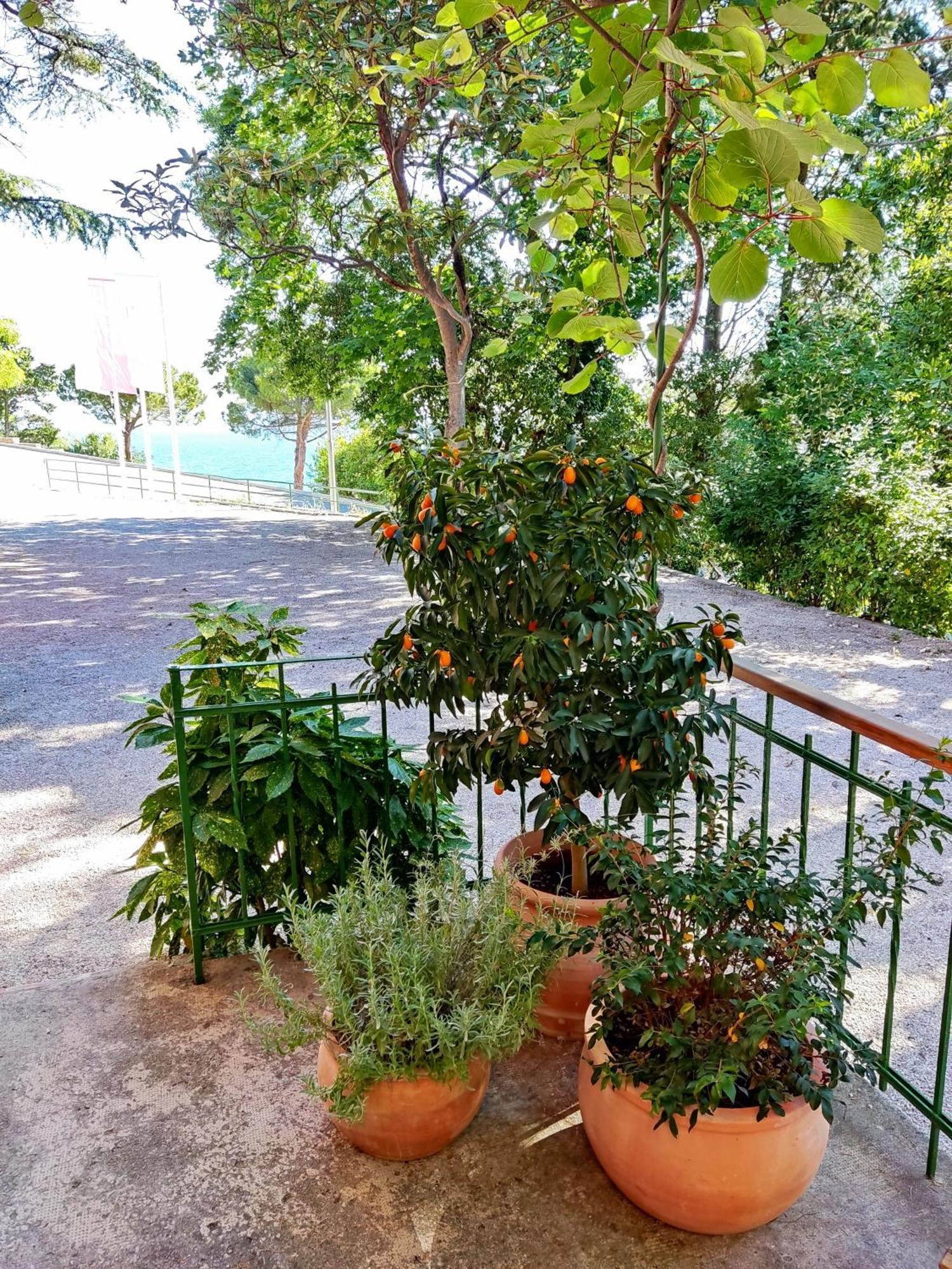 Morski Gaj Resort Πιράν Εξωτερικό φωτογραφία